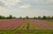 Flower fields near Midwoud