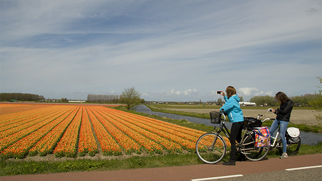 Cycling through the bulb fields. Photo © Holland-Cycling.com