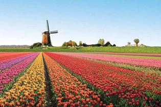 Tulip paradise in North Holland photo nr. 1